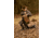 Tenzing Tzw 1500 Whitetail Day Pack, 1500 cubic in, Buckskin Tan, TZG-TNZW-1500-BST
