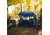 Territory Tents Jet Set 4 Hub Tent, Deep Blue, 4-Person, CT400DB