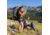 TETON Sports Hiker 3700 Backpack, Red, 60L, 1005