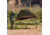 TETON Sports Vista 1-Person Quick Tent, Brown, 2001BR