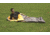 Texsport Fleece Sleeping Bag, Trailhead, 15232