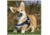 Thin Blue Line Dog Harness, , Thin Blue Line - DOG-HARN-TBL-LARGE-KIT