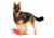 Thin Blue Line Dog Harness Thin Red Line - DOG-HARN-TRL-XXXL-KIT