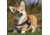 Thin Blue Line Dog Harness Thin Red Line - DOG-HARN-TRL-XXXL-KIT