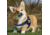Thin Blue Line Harness With Patch, Thin Blue Line - DOG-HARN-TBL-MEDIUM-KIT