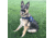 Thin Blue Line Harness With Patch, Thin Blue Line - DOG-HARN-TBL-MEDIUM-KIT