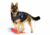 Thin Blue Line Harness With Patch, Thin Blue Line - DOG-HARN-TBL-XXL-KIT