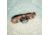 Third Eye Headlamps TE14 Headlamp. Black Lamp, Thunderbird, One Size, TE14.TB.B