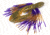 Tightlines UV Hy-Brid Craw - Rattling, Craw With Craw Purple, 4in, CR-WHYR-CP