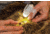 TipSee Light TickSee Tick Removal Kit, Original Tickkey, Wearable Led Flashlight, 4 Antiseptic Wipes, GR400-TSKT