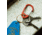 Topo Designs Carabiner, 3 Pack, Black/Red/Blue, 6561947287605