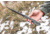 Tops Knives Longhorn Bowie Micarta Fixed Blade Knife, w/Black River Wash, Black, 6.75in, LONGB-05