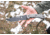 Tops Knives Longhorn Bowie Micarta Fixed Blade Knife, w/Black River Wash, Black, 6.75in, LONGB-05