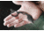 TOPS Knives Quickie Fixed Blade Knife, 1.63in, 1095 RC 56-58 Steel, Karambit QCK-01