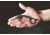 TOPS Knives Quickie Fixed Blade Knife, 1.63in, 1095 RC 56-58 Steel, Karambit, QCK-01