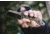 TOPS Knives Sheep Creek Knife, 3.75in, 154CM, Fixed Blade, Green w/ Tan liner, SPCK-01