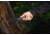 TOPS Knives Sheep Creek Knife, 3.75in, 154CM, Fixed Blade, Green w/ Tan liner, SPCK-01