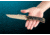 Tops Knives Team Jackal 5 Survivor Series Fixed Blade Knife, Black, 5in, TMJK-5S