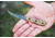 TOPS Knives Tick Fixed Blade, TPTCK01