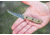 TOPS Knives Tick Fixed Blade
