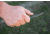 TOPS Knives Tick Fixed Blade