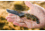 Tops Knives Wind Runner Snake River Edition Fixed Blade Knife / 6.25 in Recurved Blade, WDR-02