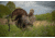 Bowhunter Examining Turkey