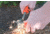 Ultimate Survival Strikeforce Firestarter, Orange UST-900-0013-OR