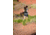 Ultraspire Momentum 2.0 Race Vest, Black/Red, Small, UA123BKSM