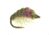 Umpqua Hunchback Scud Tan 18