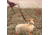 United States Tactical K9 Flashbang Leash, Coyote, UST-K9L00402