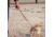 United States Tactical K9 Flashbang Leash, Coyote, UST-K9L00402