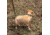 United States Tactical K9 Flashbang Leash, Coyote, UST-K9L00402