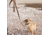 United States Tactical K9 Flashbang Leash, Coyote, UST-K9L00402