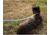 United States Tactical K9 Handlers Leash, 6ft, Black, UST-K9L00306