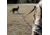United States Tactical K9 Handlers Leash, 6ft, Black, UST-K9L00306