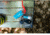 UST SplashFlash Light, Blue, WG01596