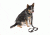 Viking Tactics VTAC Ranger Buddy Dog Leash/Collar Combo, Black, Large VTAC-RB-DLC-LG