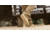 Viktos Armory AR670 Boot - Mens, Coyote Dark, 10, 1007706