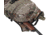 Vorn Equipment Lynx 12/20L Backpack, Realtree Xtra, 12/20 liter, 0125