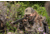 Vortex Viper Shotgun Enclosed Micro Red Dot Prismatic Sight, 3 MOA, 1x, Black, 4.86in, 2.14oz, VPR-SGMRD3-E