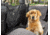 WeatherTech Pet Partition, Black, 84PP01BK