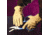 Wells Lamont Glove Cowhide Driver Y0131L