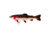 Westin Tommy The Trout Jointed Hybrid Swimbait, Low Floating, Rainbow Trout, 5-7/8in, 1-7/16oz, P060-178-025