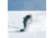 Weston Backwoods Carbon Splitboard, 160, 3044