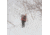 Weston Pow Surfer Snowboard, 157 3103