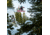 Weston Range Splitboard, 161, 3013