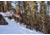 Weston Backwoods Splitboard Artist Series - 21/22, White, 163, 106163025G
