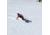 Weston Backwoods Splitboard, Green, 157, 22.006.025.157V0