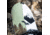 Weston Backwoods Splitboard, Green, 157, 22.006.025.157V0